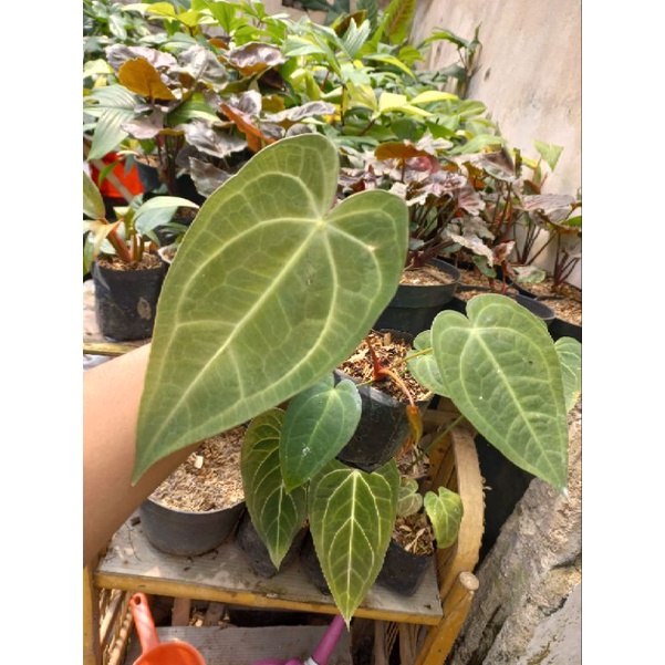 kuping gajah antharium verde