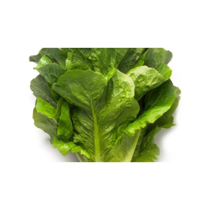 1000 seed - Benih Romaine Maximus Rijk Zwaan