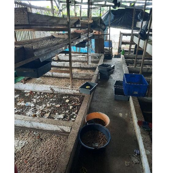 

(X-W-R-✓) telur bsf /10 gram paling laris