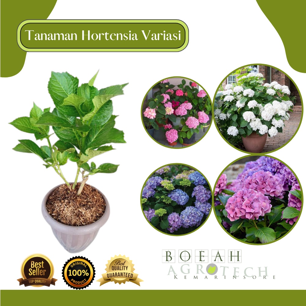 Bibit Tanaman Hias Bunga Hortensia  Pancawarna Tanaman Hydrangea (Dewasa) Bibit Tanaman Bunga Bokor