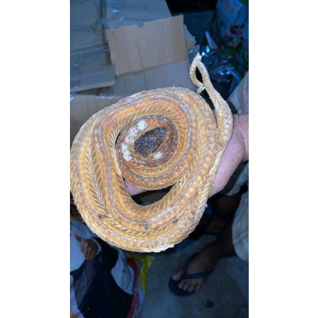 

300 G GR GRAM 乌梢蛇 WU SHAO SHE ZAOCYS