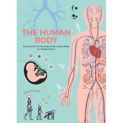 THE HUMAN BODY