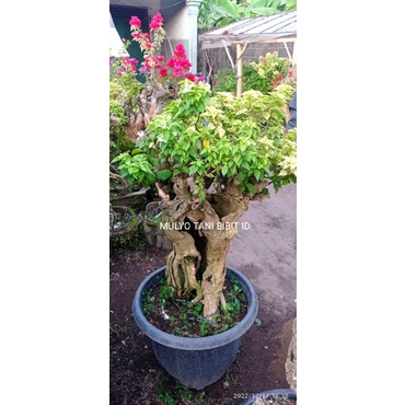 Bonsai super unik bougenville Singapore variegata bonggol super besar