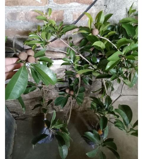 Terpercaya Bibit Buah Sawo Jumbo Sudah Berbuah Lebat Bibit Sawo Jumbo Sudah Berbuah Tambulaoot