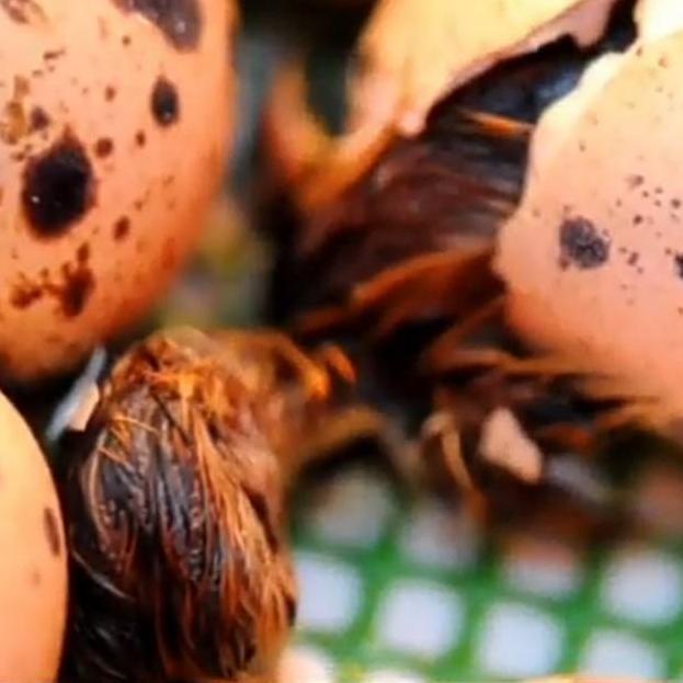 

[N-P7P][✔] Telur puyuh tetas/fertil kemasan 50 butir + bonus telur murah
