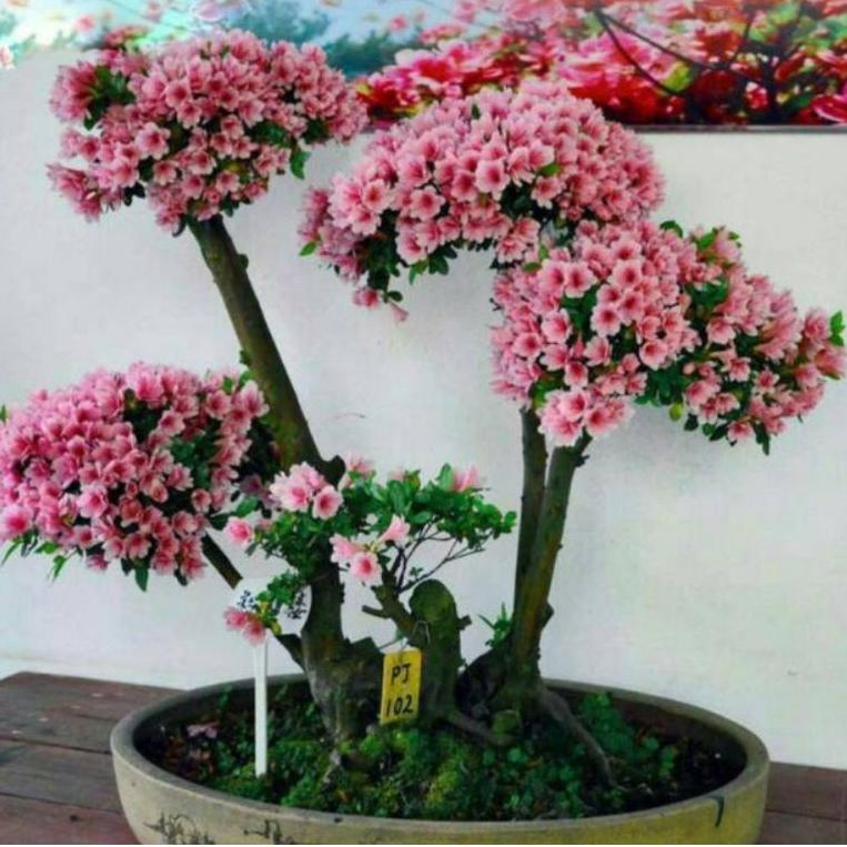 ㅬ Bibit bunga sakura mini/sakura Jepang asli ぷ