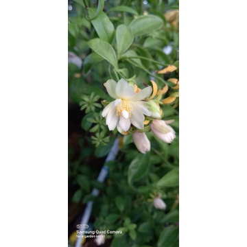 bunga ora pronobis pareskia aculeata lemon vine