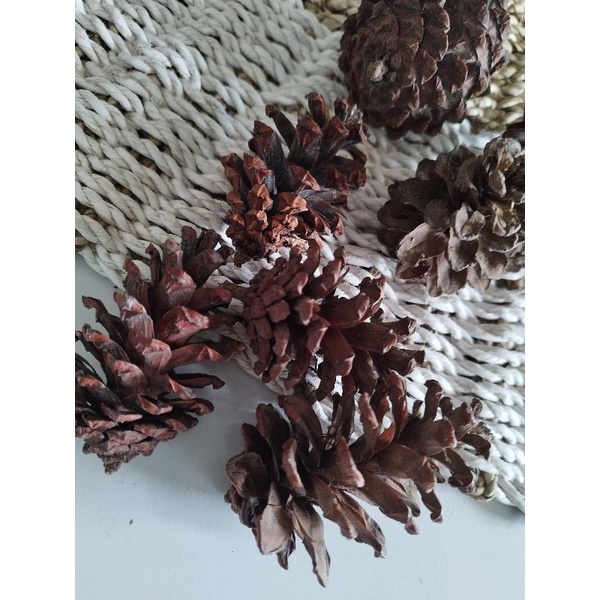 Bunga pinus mekar / kembang biji pinus alas seserahan / pine tree cone / bunga kering dekorasi