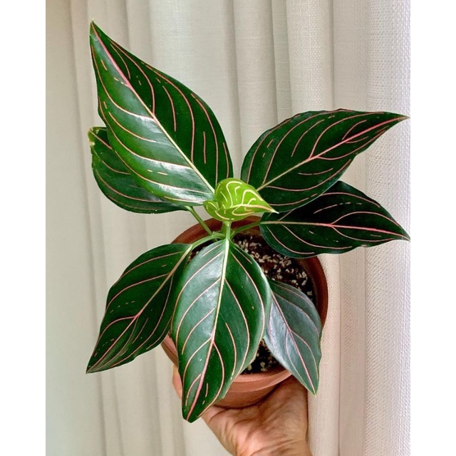 Aglonema Rotundum Hijau / Aglaonema Rotundum Aceh hijau