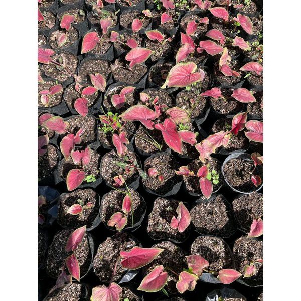 keladi red jaguar - caladium red jaguar murah