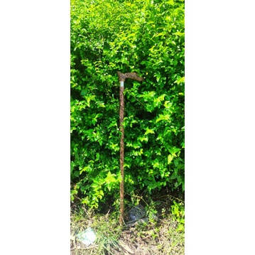 tongkat jalan kayu galih asem