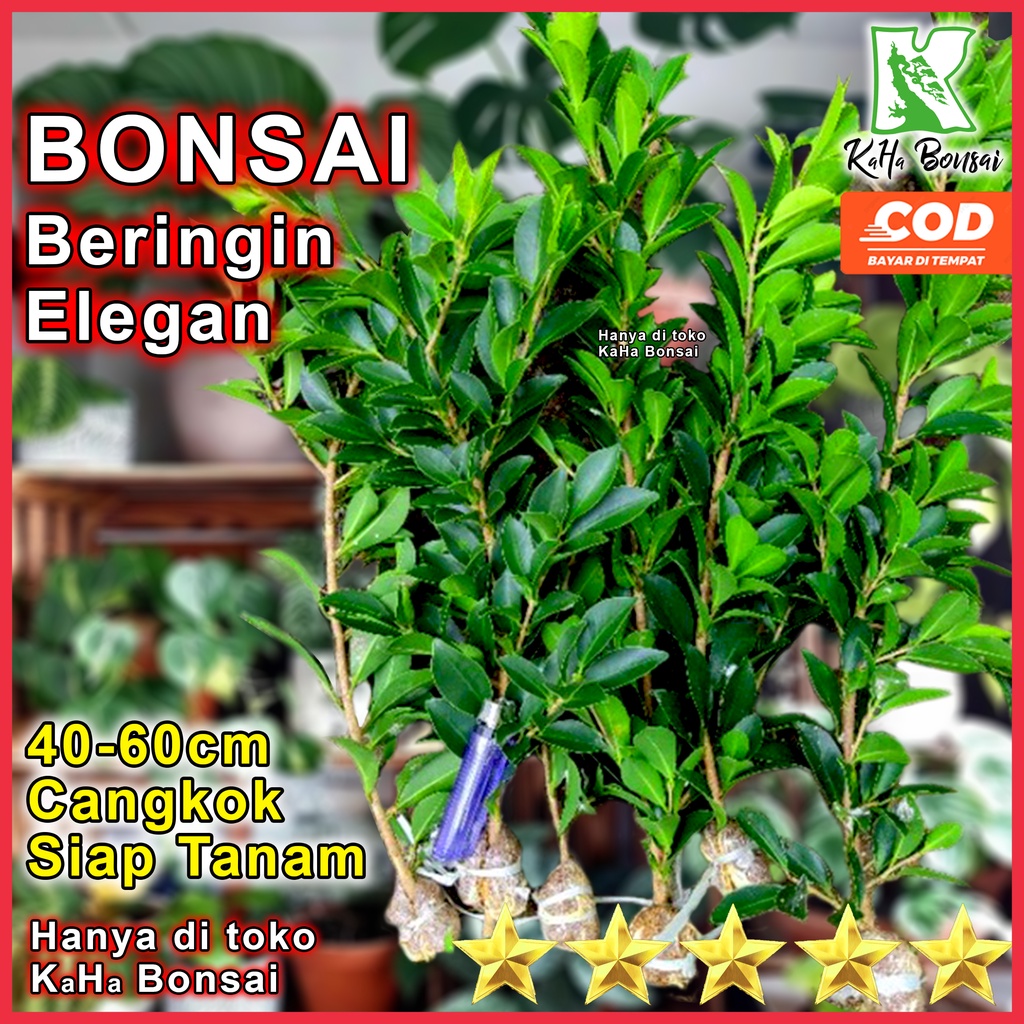Bibit Bonsai Elegan Cangkok Tinggi 40 - 60 cm Berakar Siap Tanam Bisa COD Bahan Bonsai Beringin Eleg