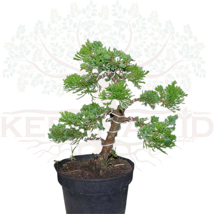 Tanaman Bonsai Hidup Cemara Sinensis Sudah Jadi Free Pot Semen Bonsai Siap Pajang