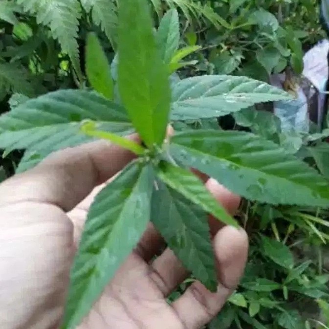 

Daun sidaguri jantan segar dipetik saat orderan