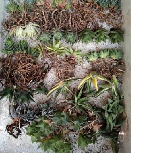 

SALE✅Paket haworthia 20pcs|RA5