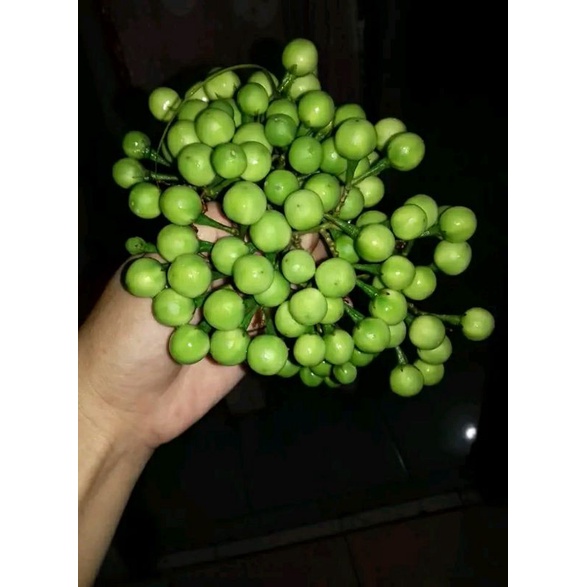 

Rimbang muda 250 gram tekokak sayuran segar