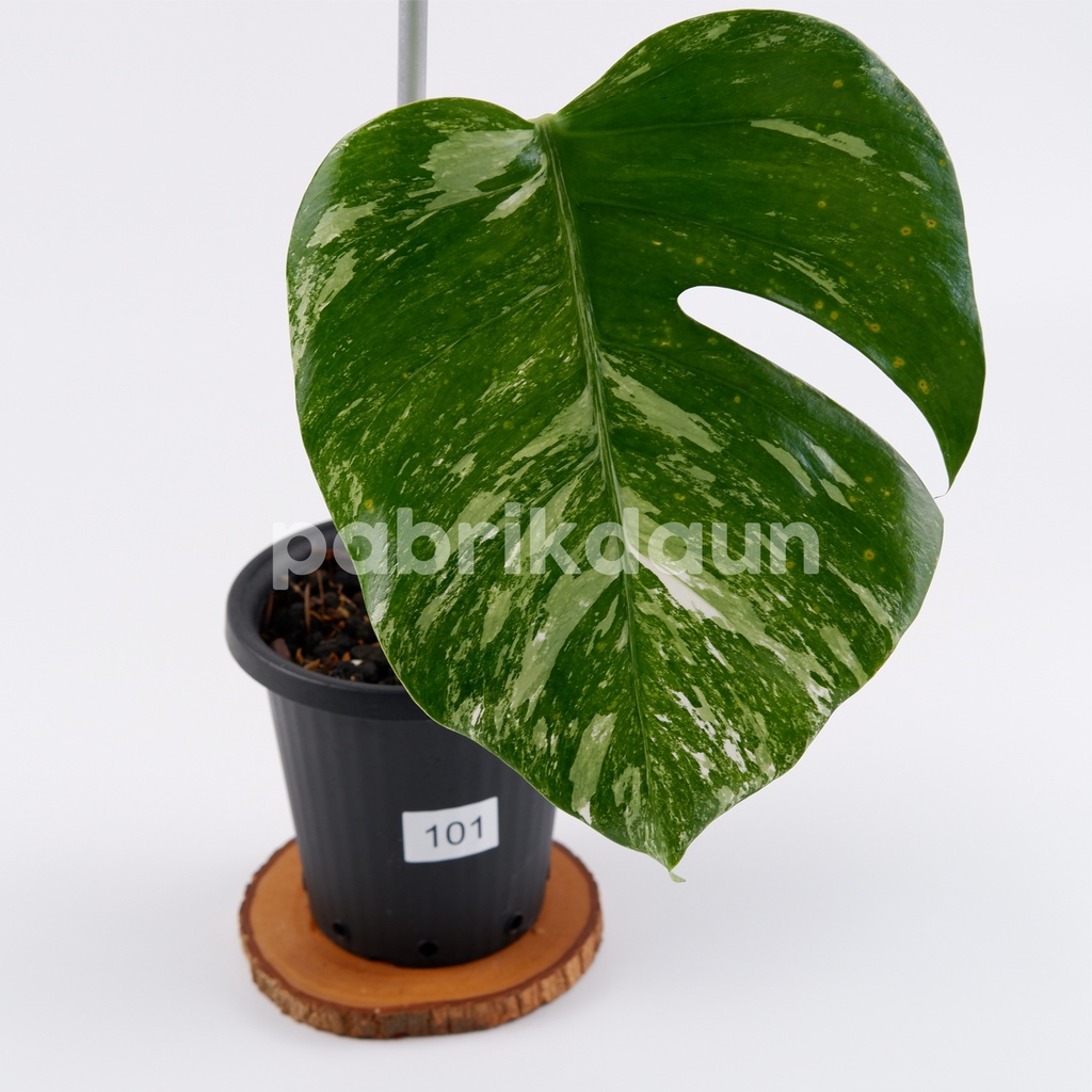 REAL PIC #101 Monstera Variegata Marble | Monvar Albo Varigata