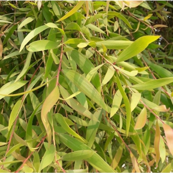 

Daun kayu putih 100 gram