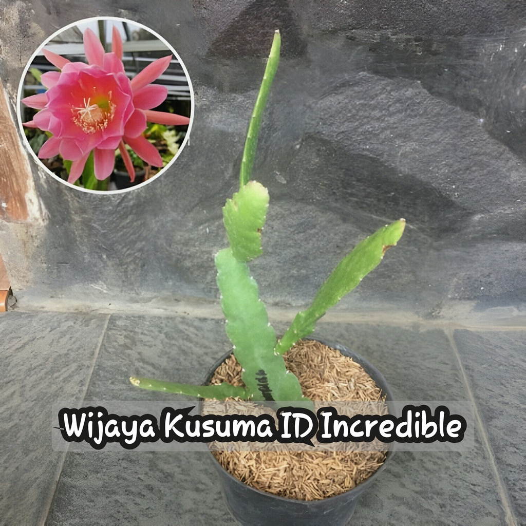 Jual Promo Wijaya Kusuma Epiphyllum Hybrid Bunga Wijaya Kusuma Incredible Tanaman Hias Hidup