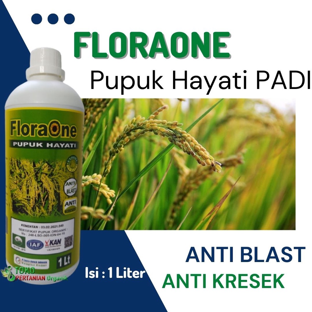 Pupuk Hayati Cair tanaman padi FLORAONE, Nutrisi Terbaik untuk padi yang bagus anti penyakit bercak 