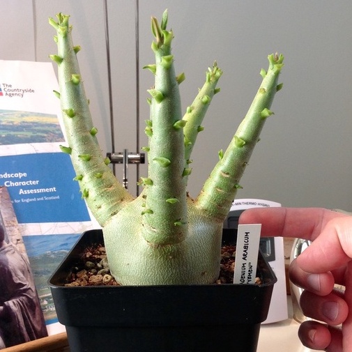 Biji Benih Bibit Bonsai - Adenium Arabicum Yaman / Yemen Mudah Tumbuh