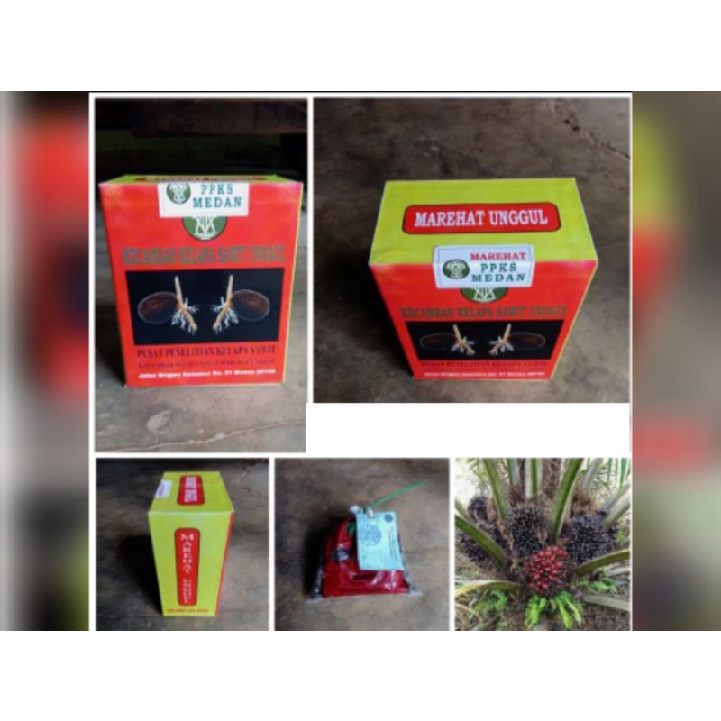 bibit sawit terlaris Marehat benih unggul