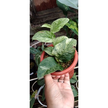 Raphidopora Korthalsi