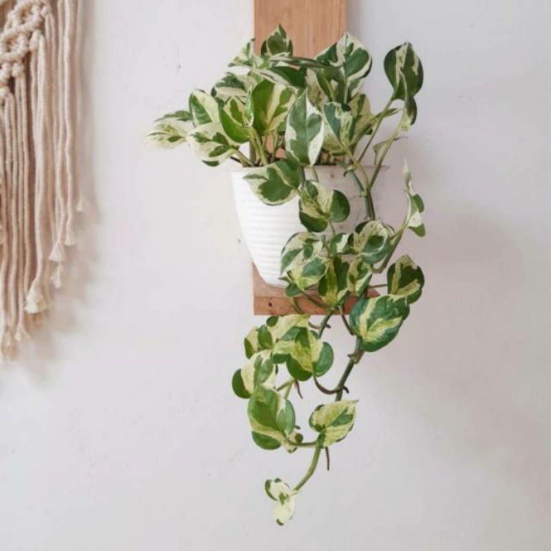 Sirih gading enjoy-sirih enjoy panjang 30-40 cm