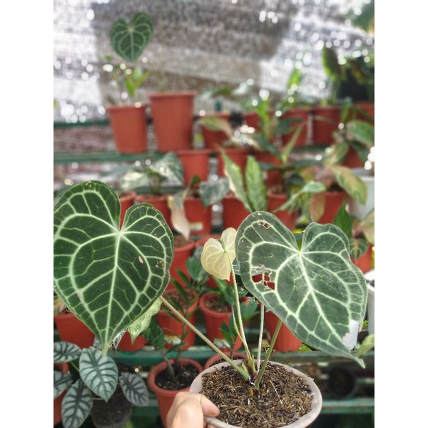 clarinervium king hybrid