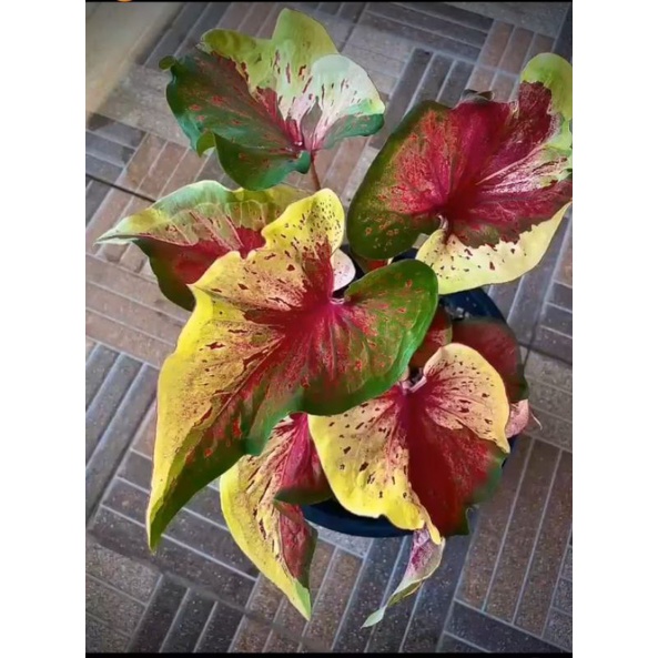 caladium npk  #keladimurah #caladium