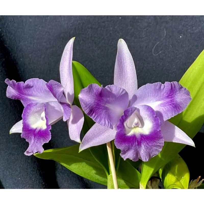 Anggrek cattleya Cariad mini Quinee Blue