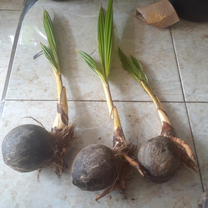 Bahan Bonsai Kelapa Bibit Bonsai kelapa Gading Kelapa bonsai termurah