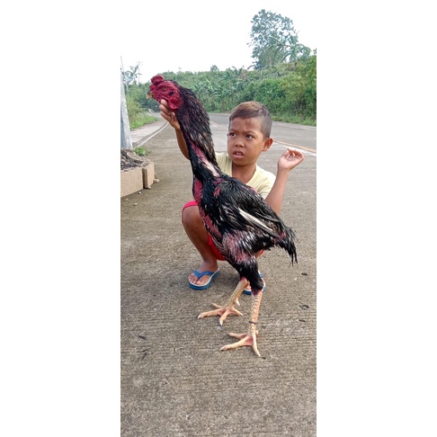 

TELUR AYAM GETE(GANOIXGIGANTE) F1 UNTUK DI TETASKAN