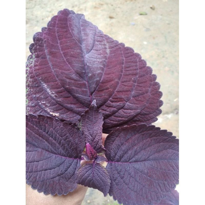 

DAUN JAWER KOTOK / DAUN ILER FREES 100 GRAM