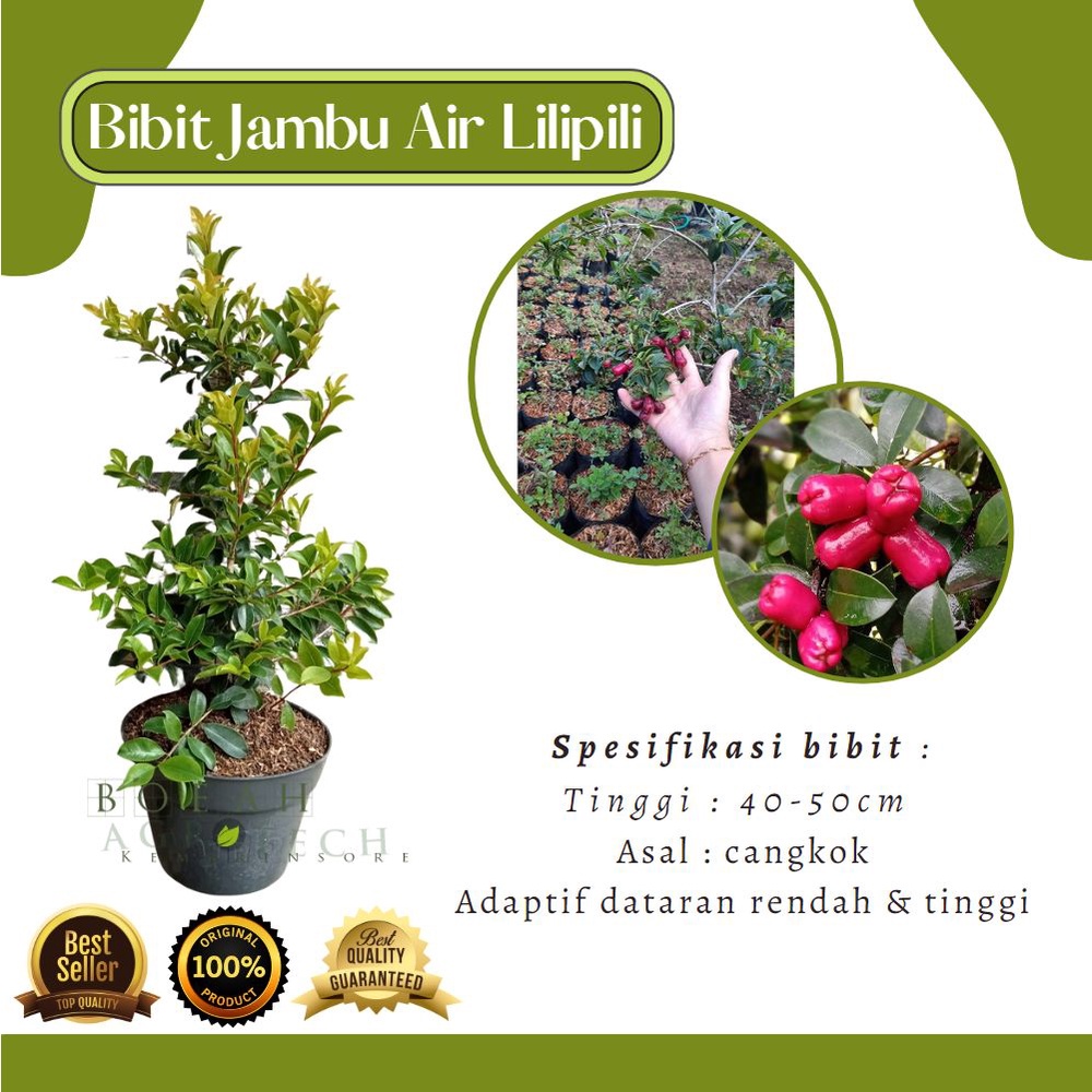 Bibit Jambu Air Lilipili Cangkok/Jambu Air Buah Mini Unik