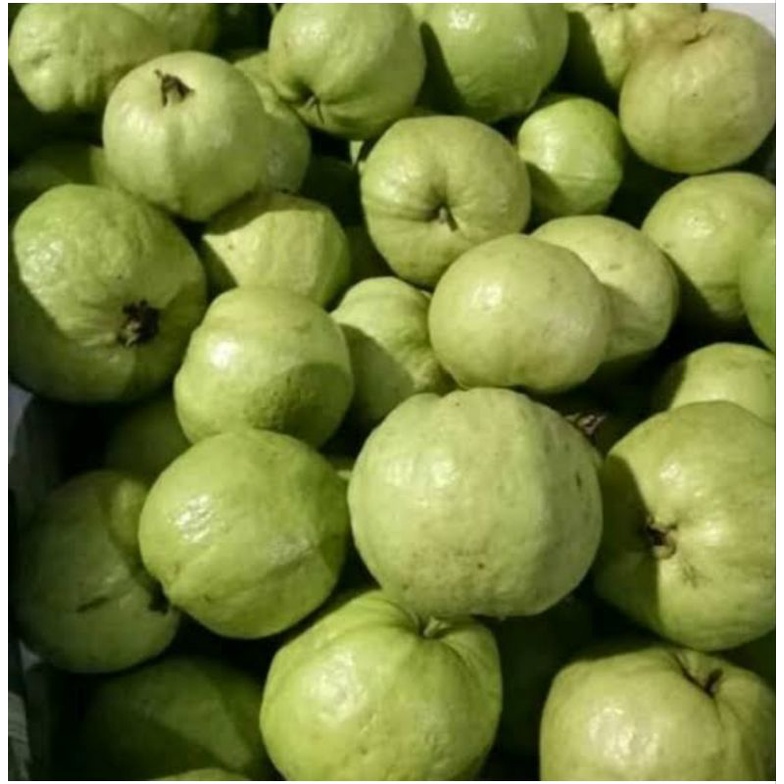 

jambu kristal grade A