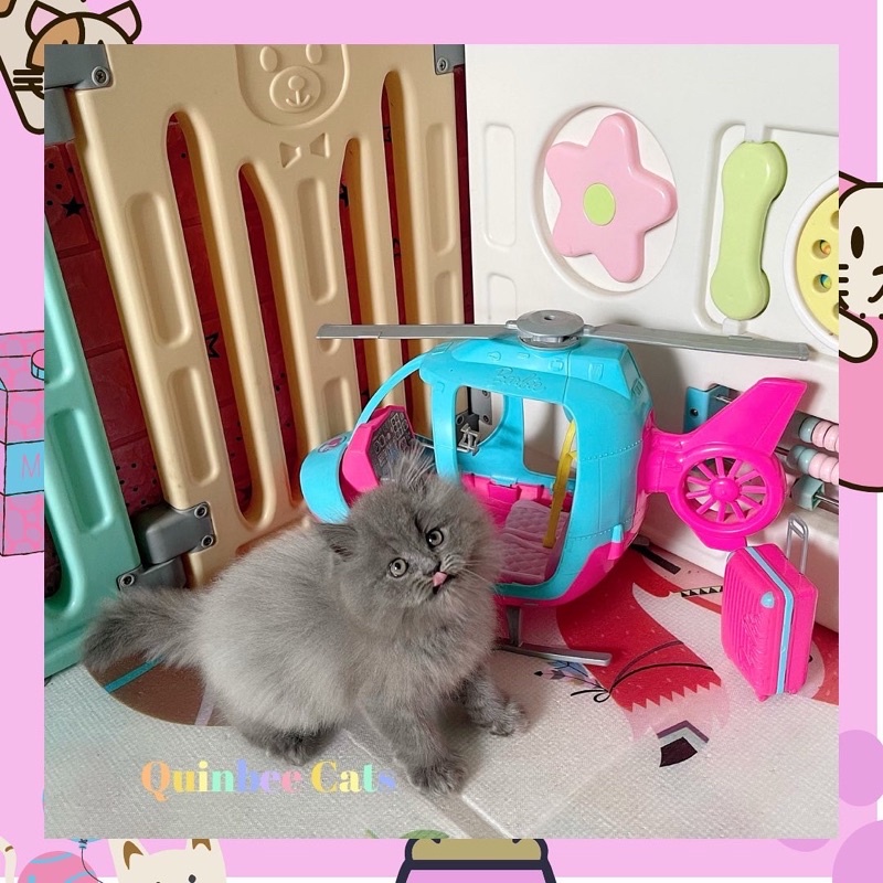 kucing Persia Flatnose Jantan Blue Solid / Abu