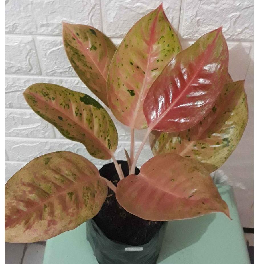 り Bunga aglonema dewasa big roy daun banyak murah き