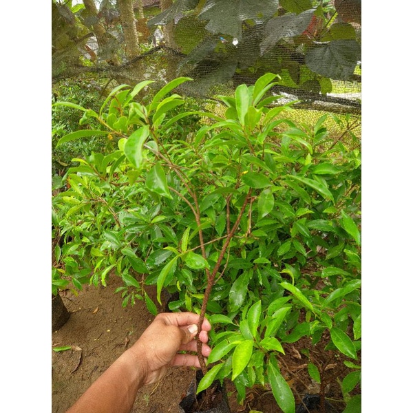 beringin afrika|ficus afrika