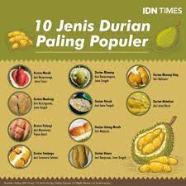 pupuk buah durian booster durian mempercepat pembuahan pohon durian bibit durian