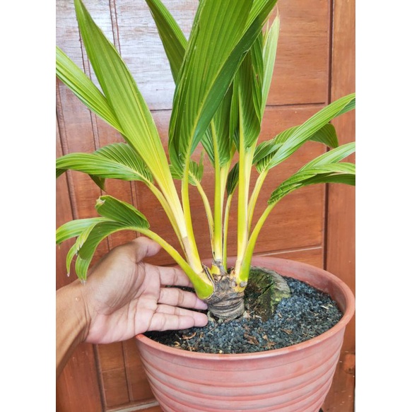 bonsai kelapa cabang 3