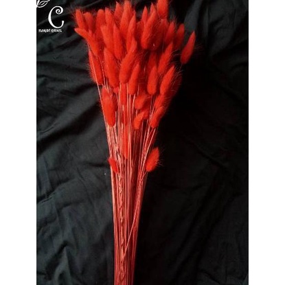 ✔✔ Lagurus Dried Flower Bunny Tail / Bunga Kering / Bunga Import / Lagurus / Daun Kering asli / Bunga termurah