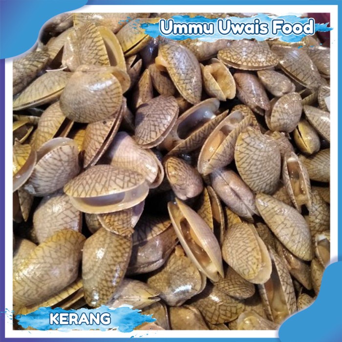 

Kerang Batik Fresh Berkualitas - 1 KG