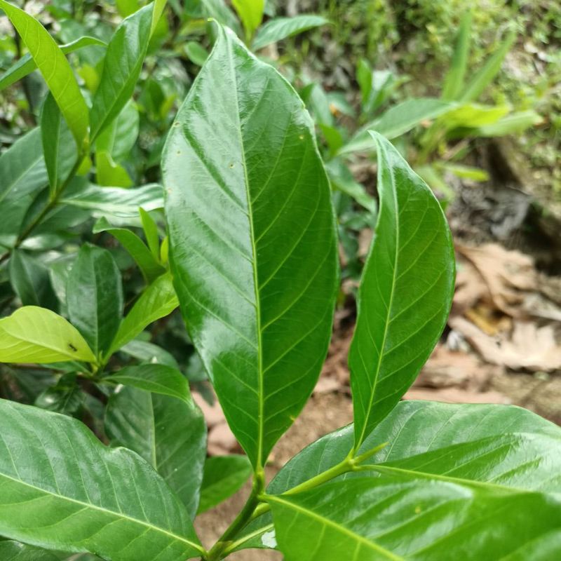 

Daun cincau