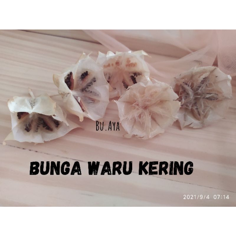 3 pcs Bunga Kering Bunga Waru Landak