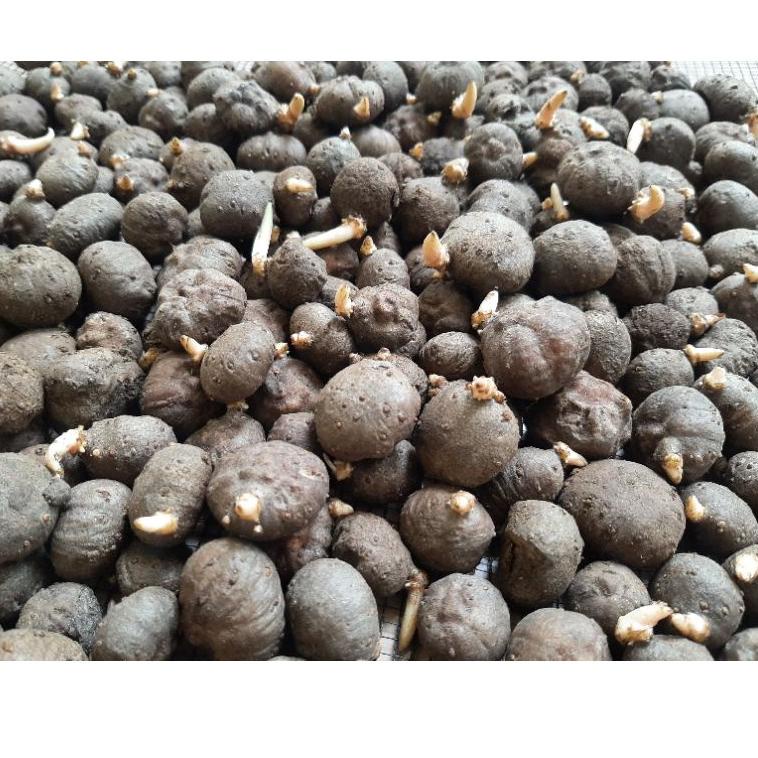 Katak Porang Dorman Super ( Bibit Unggul ) ‑ NDA.21De22ˢ