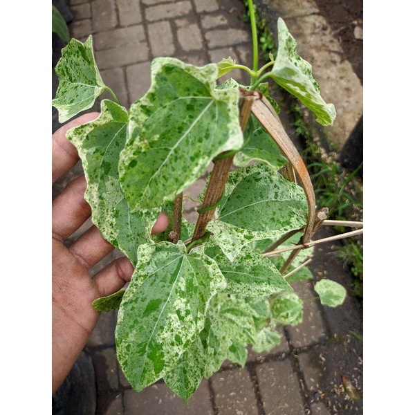 tanaman hias thunbergia variegata/ varigata rimbun