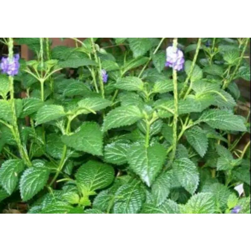 

Daun Pecut Kuda Segar 1 kg