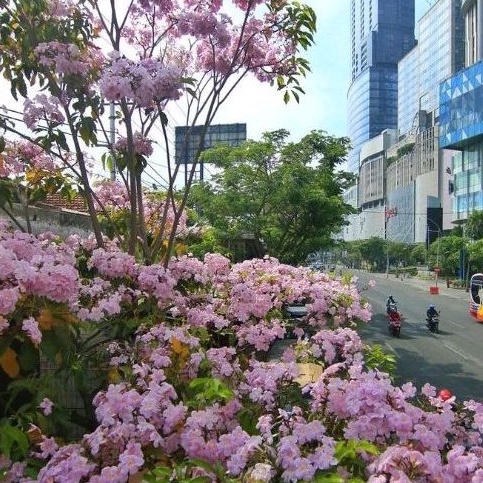 Tanaman Pohon Bunga Tabebuya Warna Pink Tinggi 1 Meter Siap Berbunga