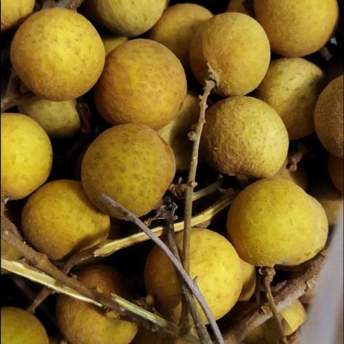 

Buah 500 gr Kelengkeng Emas, Instan Sameday Delivery Jogja